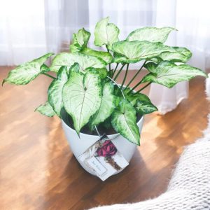 Syngonium Podophyllum Berry Allusion Gifting