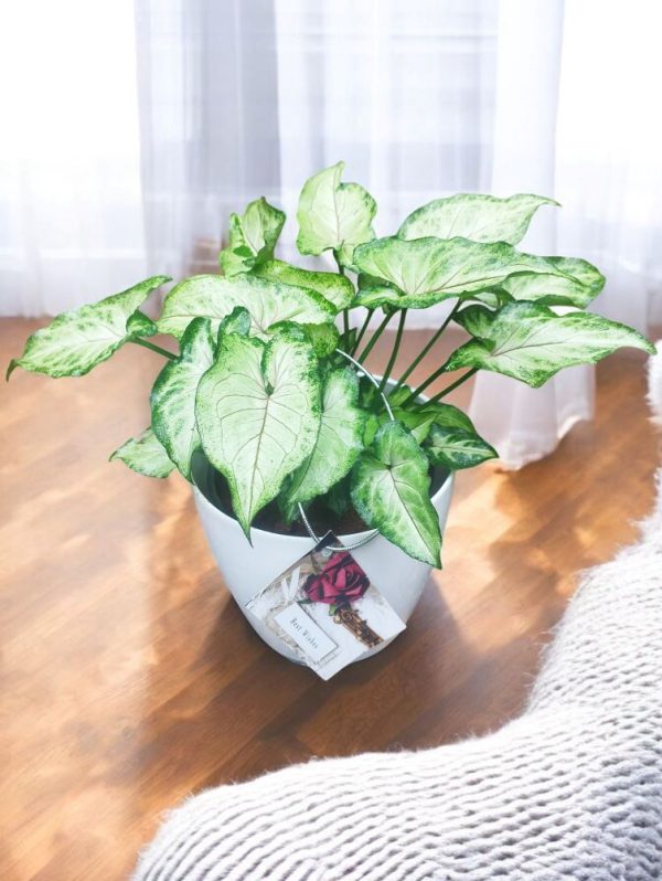 Syngonium Podophyllum Berry Allusion Gifting