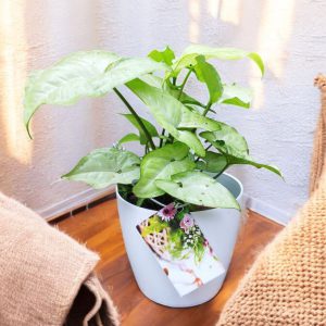 Syngonium Podophyllum Schott Gifting