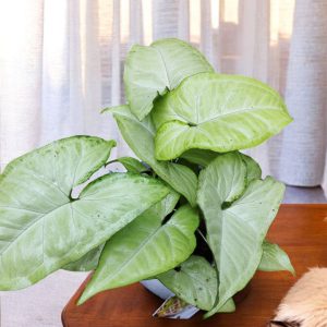 Syngonium Podophyllum Schott Gifting