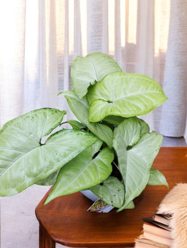 Syngonium Podophyllum Schott Gifting