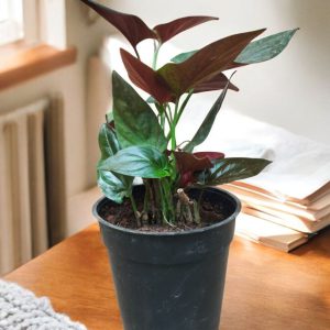 Syngonium Erythrophyllum (Red Arrow)