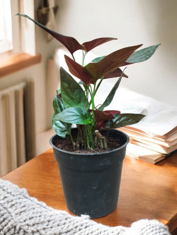 Syngonium Erythrophyllum (Red Arrow)