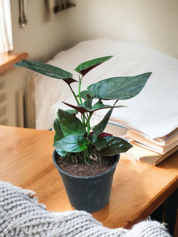 Syngonium Erythrophyllum (Red Arrow)