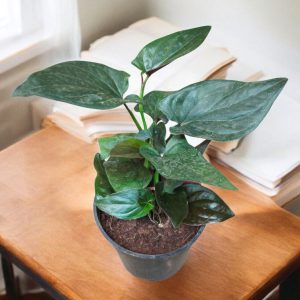 Syngonium Erythrophyllum (Red Arrow)