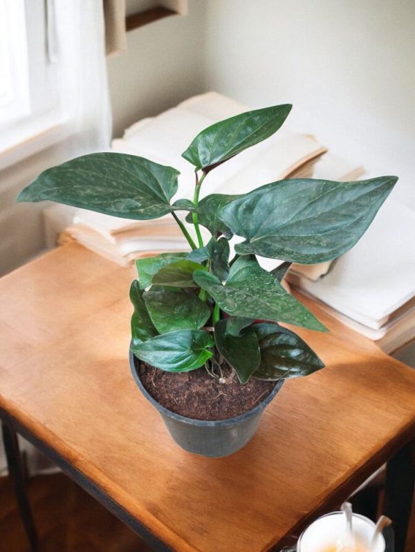 Syngonium Erythrophyllum (Red Arrow)