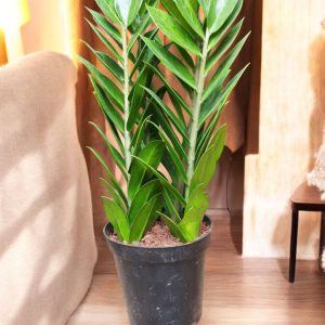 Zamia Green (ZZ Plant)