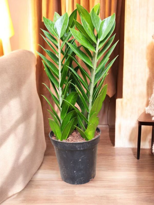 Zamia Green (ZZ Plant)