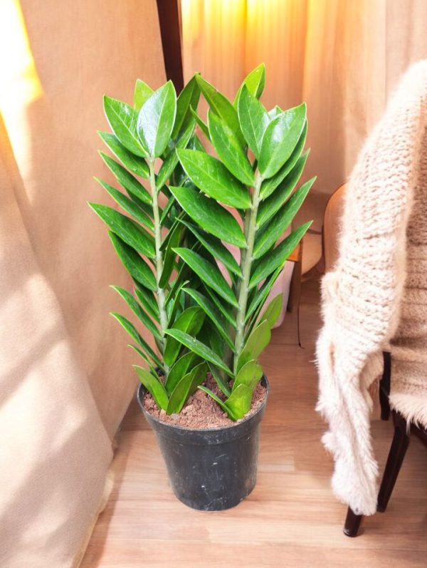 Zamia Green (ZZ Plant)