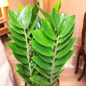 Zamia Green (ZZ Plant)