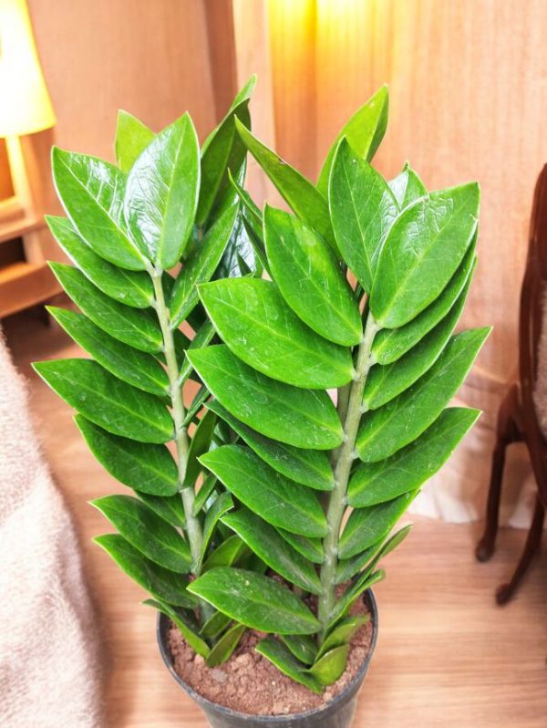 Zamia Green (ZZ Plant)