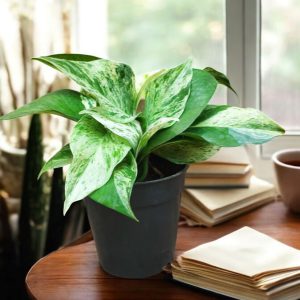 Marble Queen Pothos