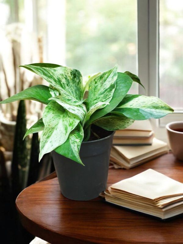 Marble Queen Pothos