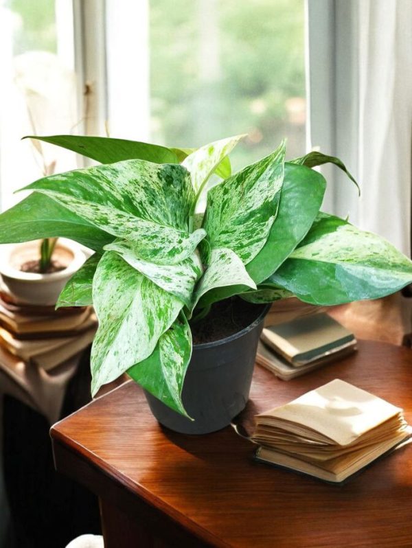 Marble Queen Pothos