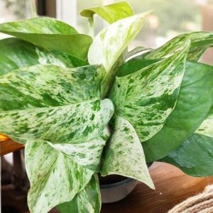 Marble Queen Pothos