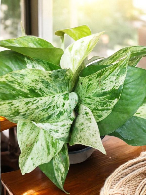 Marble Queen Pothos