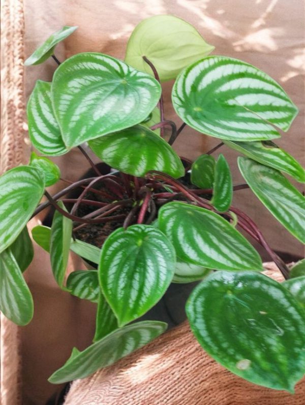 Watermelon Peperomia