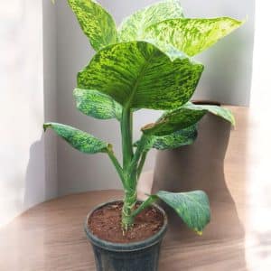 dieffenbachia-sparkle