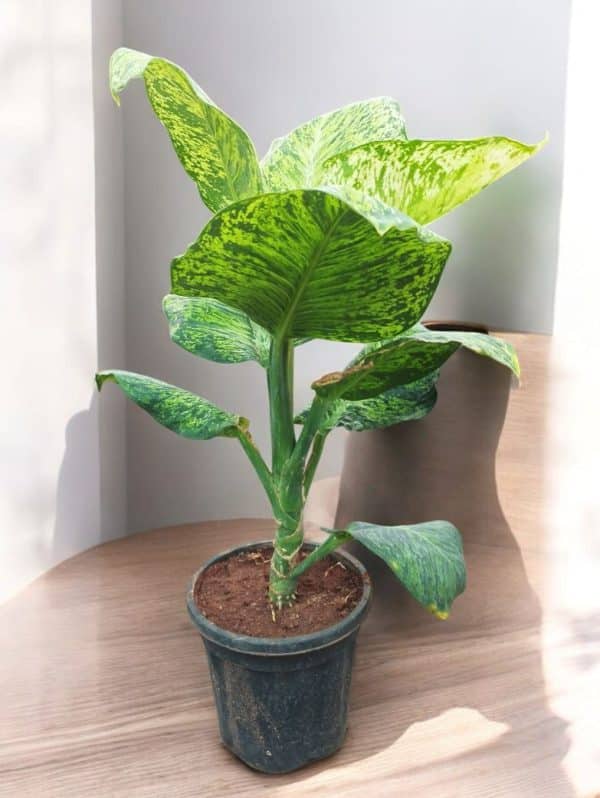 dieffenbachia-sparkle