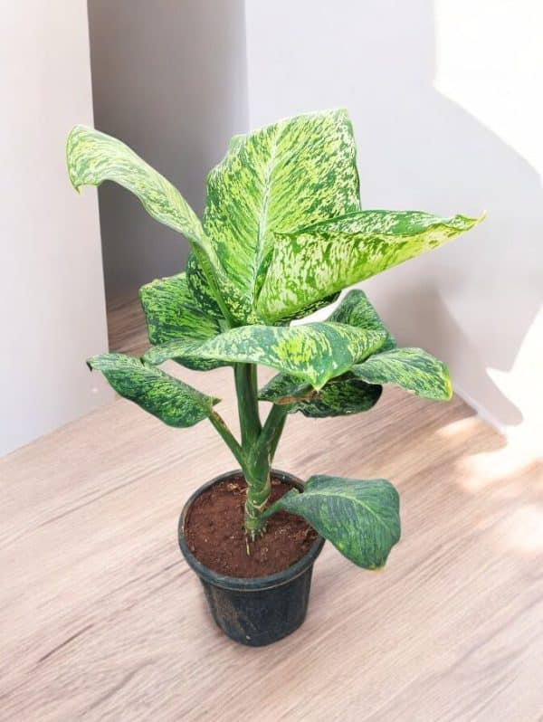 Dieffenbachia Sparkle