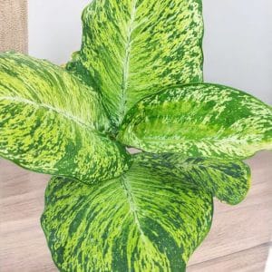 Dieffenbachia Sparkle