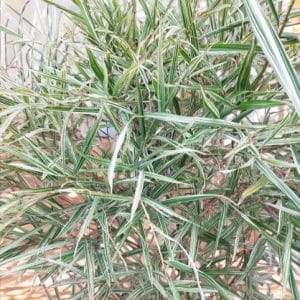 Malay Dwarf Variegated Bamboo