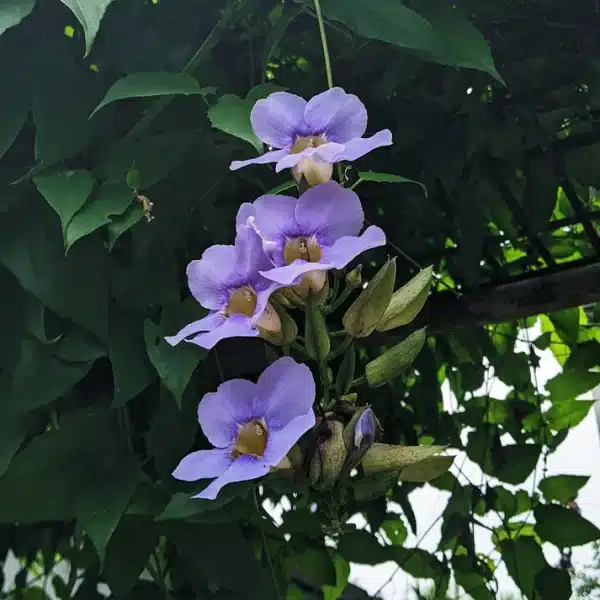 Thunbergia Grandiflora Variegata