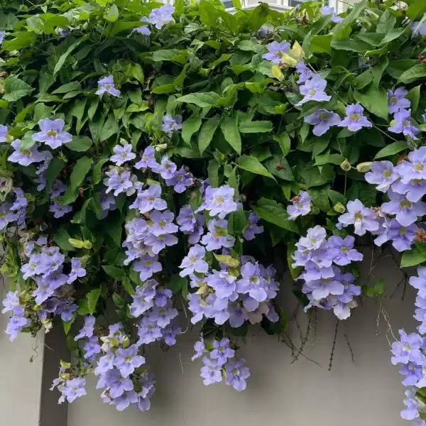 Thunbergia Grandiflora Variegata