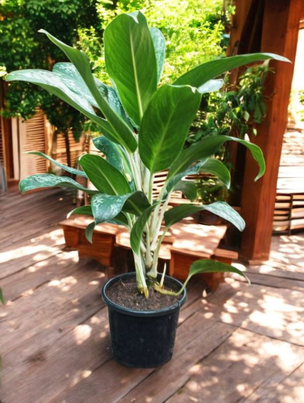 Aglaonema Queen Plant