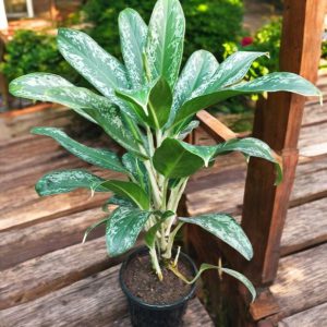 Aglaonema Queen Plant