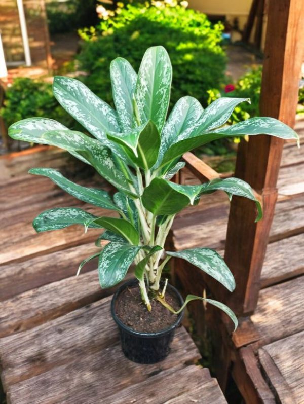 Aglaonema Queen Plant