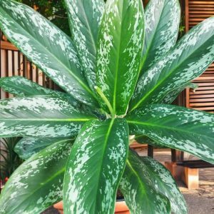 Aglaonema Queen Plant