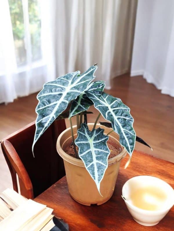 Alocasia Amazonica