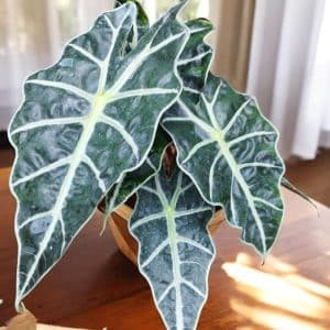 Alocasia Amazonica