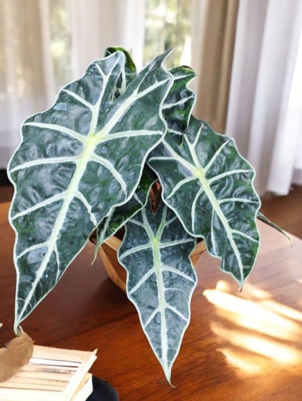 Alocasia Amazonica