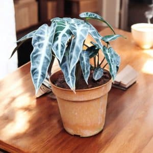 Alocasia Bambino Arrow