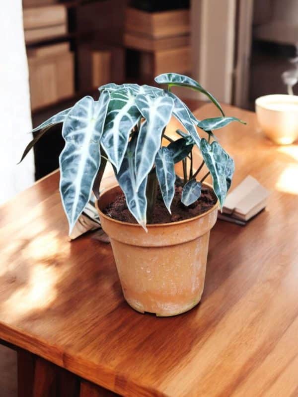 Alocasia Bambino Arrow