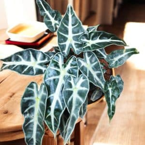 Alocasia Bambino Arrow