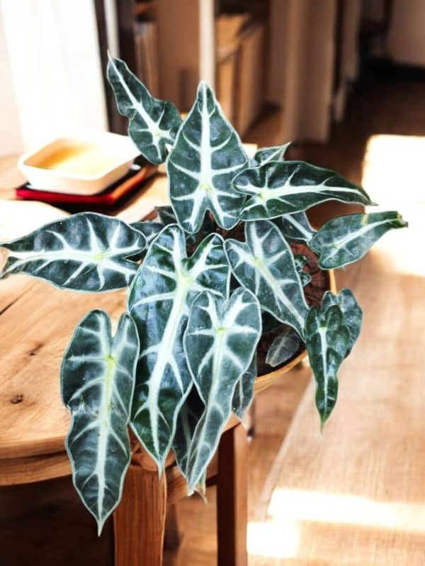 Alocasia Bambino Arrow