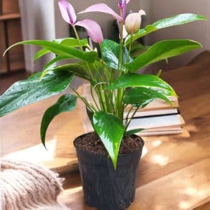 Anthurium Amnicola Dressler (Purple Peeled Banana Anthurium)