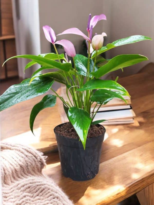 Anthurium Amnicola Dressler (Purple Peeled Banana Anthurium)