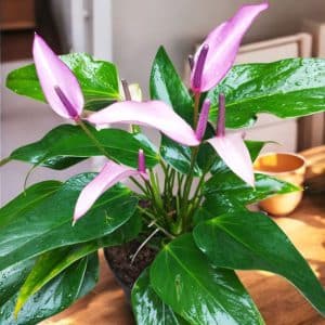 Anthurium Amnicola Dressler (Purple Peeled Banana Anthurium)