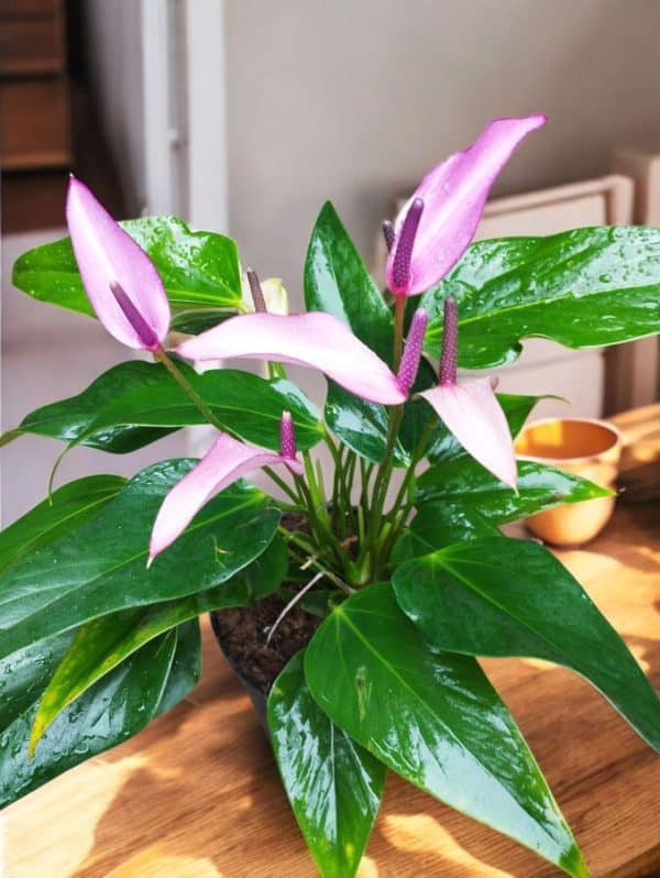 Anthurium Amnicola Dressler (Purple Peeled Banana Anthurium)