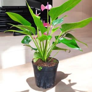 Anthurium Andreanum Purple