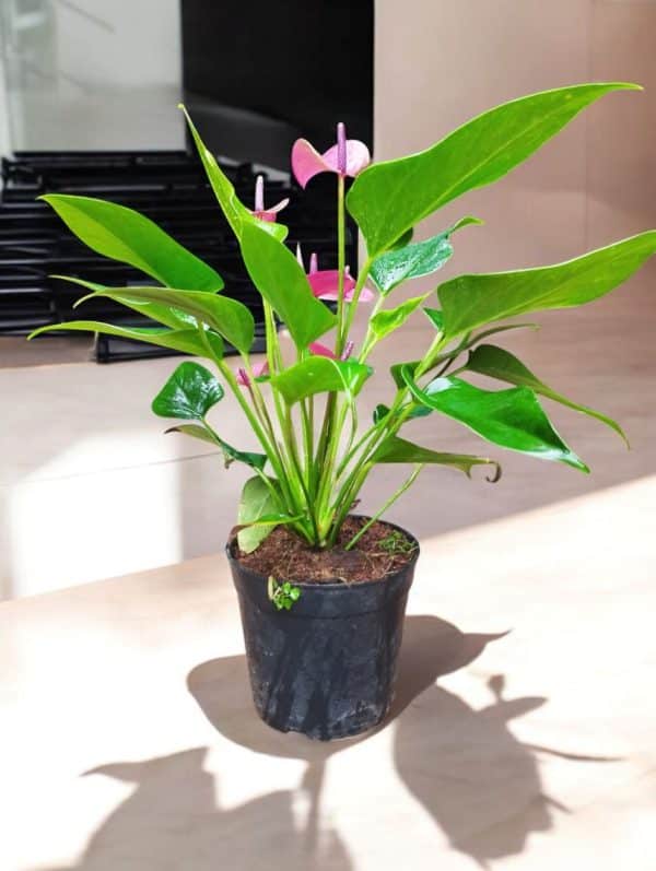 Anthurium Andreanum Purple