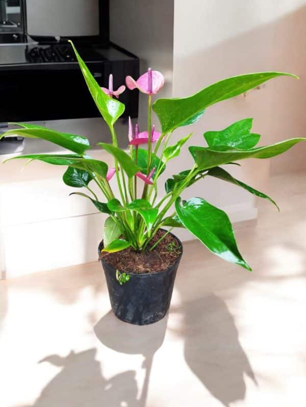 Anthurium Andreanum Purple