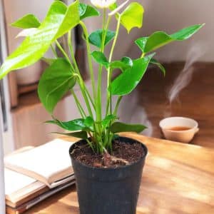 Anthurium Andreanum White