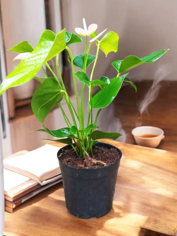 Anthurium Andreanum White