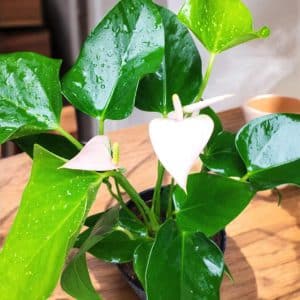 Anthurium Andreanum White