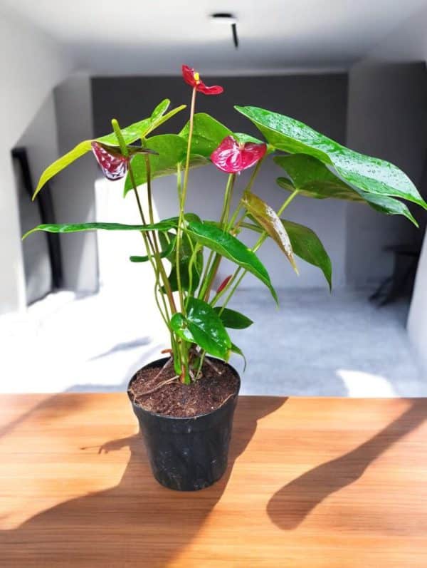 Anthurium Red Flamingo